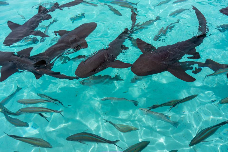 Nurse sharks in Compass Cay in the Bahamas (Alamy/PA)