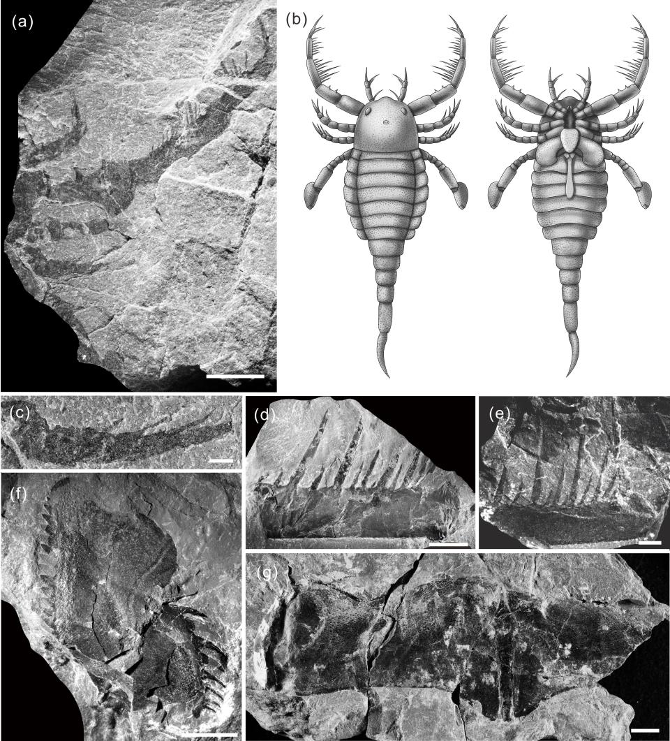 Specimens and reconstruction drawing of Terropterus xiushanensis, prehistoric sea scorpion found in the South China Sea.
