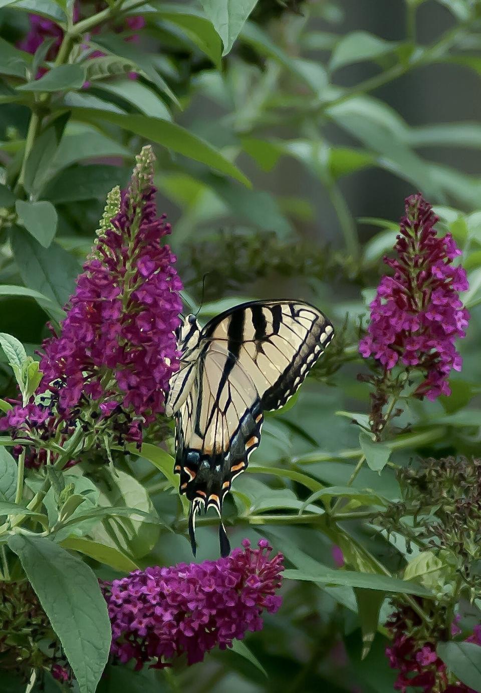 Miss Molly is one such breakthrough as it has been certified non-invasive and brings the one of the richest and rarest colors to the landscape.