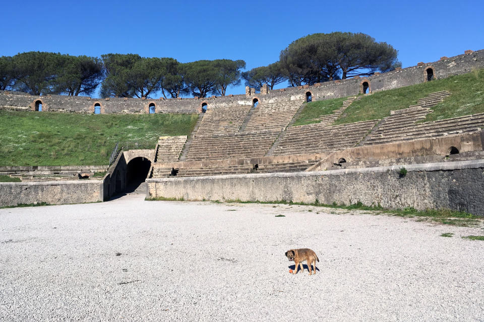 Pete the border terrier in Pompeii. (Photo: Caters News)