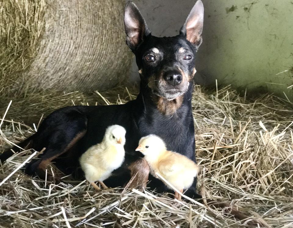 Dass Ludwig ein besonderer Hund ist, zeigt schon dieses Bild mit zwei süßen (echten!) Küken. (Bild: Tom Fritsch)