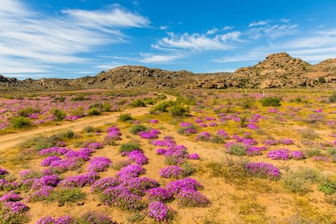 August blooms in Namaqualand - Credit: ap/fotolia