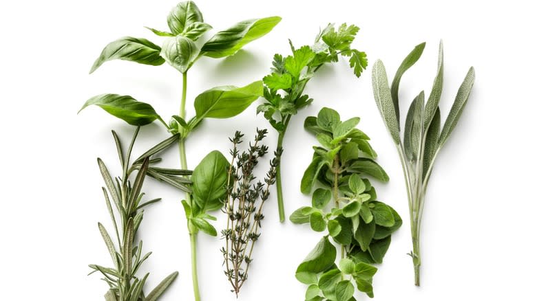 fresh herbs on white background