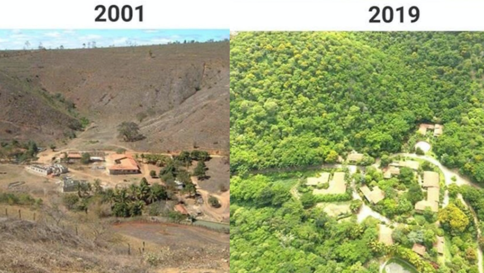 El antes y el después del bosque reforestado. (Reddit)