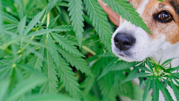 How Legal Cannabis is Getting Dogs Stoned