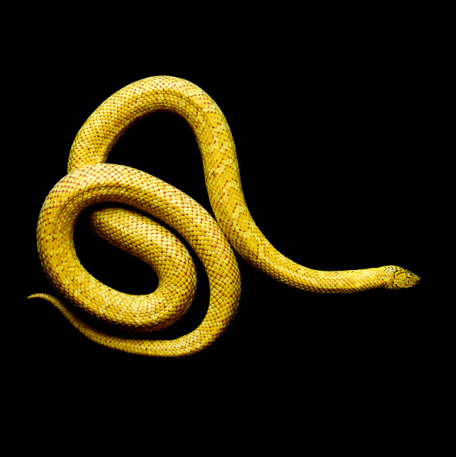 Laita Serpentine