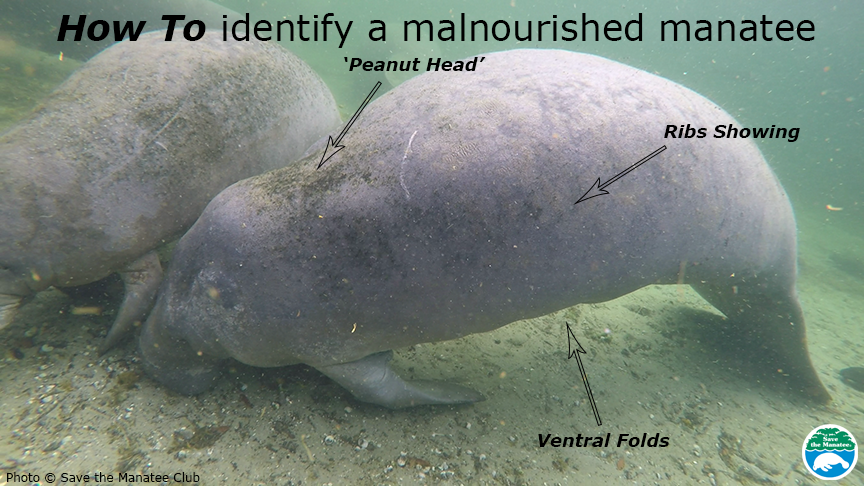 If you see a manatee that looks to be malnourished - including jutting ribs and a peanut-shaped head - report it to wildlife officials, Pat Rose said.