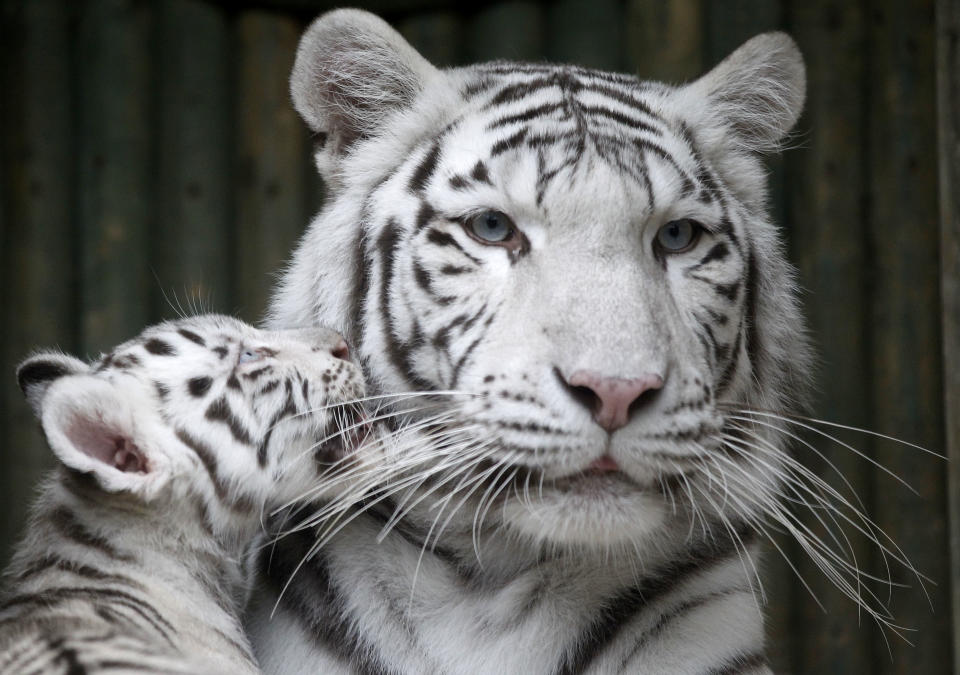 White tigers