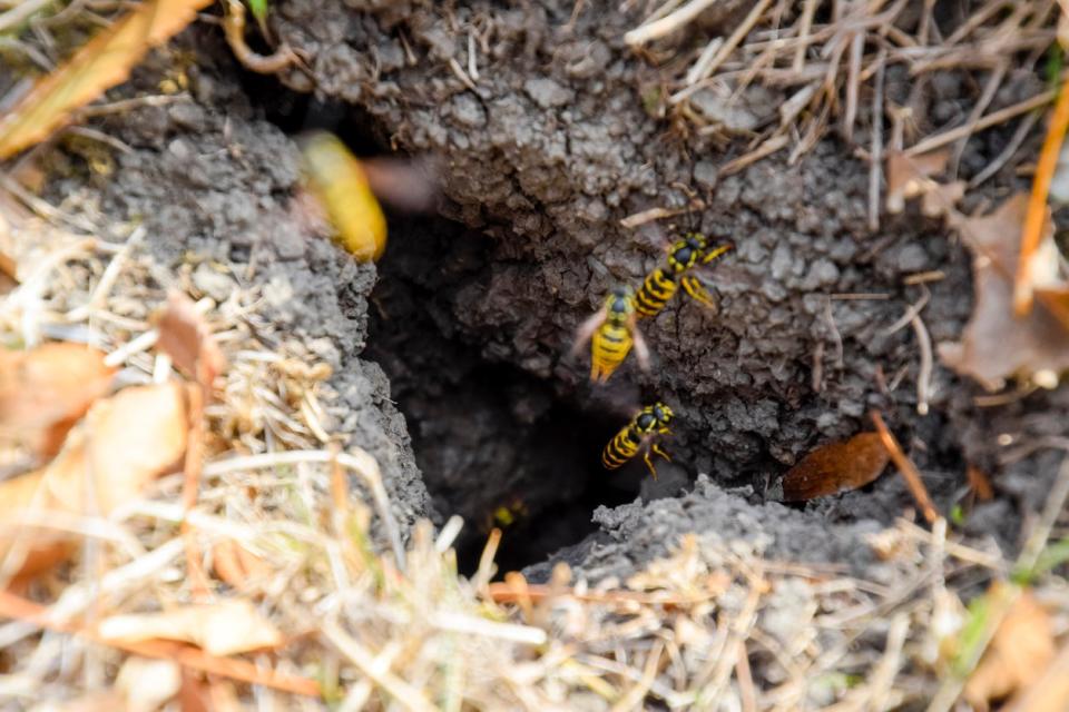 close up of bees in nest in the ground 