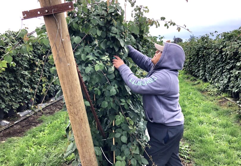 A Farmworker in Albany, Ore. sifts through a blueberry tree. These will be sold to nurseries in California.