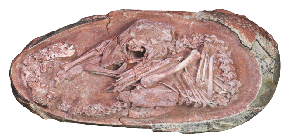 The oviraptorosaur specimen is one of the best-preserved dinosaur embryos ever reported (Xing et al 2021)