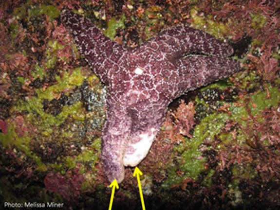 Mysterious Disease Turning Sea Stars to Goo May Disrupt Tidal Ecosystems