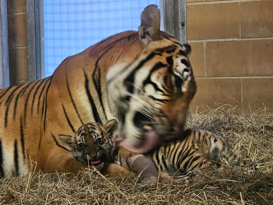 In December 2023 at the Jacksonville Zoo and Gardens, Malayan tiger mom Cinta cares for her cub after the youngster sustained a broken leg, which was initially splinted. The cub, recently named Mina. later underwent surgery to repair the injury.