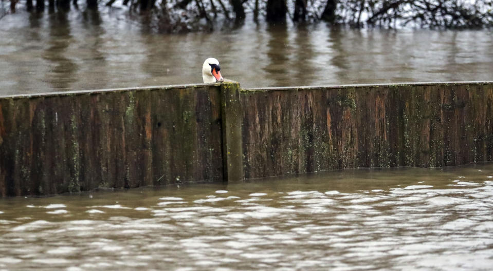 A swan looks over a fence from a flooded gardens in Upton upon Severn, Worcestershire, after the River Severn burst its banks. (Photo by Steve Parsons/PA Images via Getty Images)