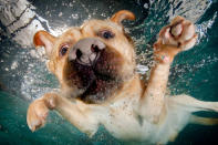 <p>A swiming golden Labrador searches for a ball. (Photo: Jonny Simpson-Lee/Caters News) </p>