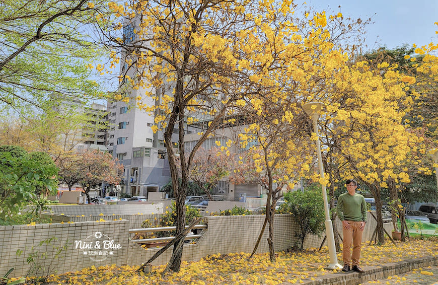 台中中區國稅局｜黃花風鈴木