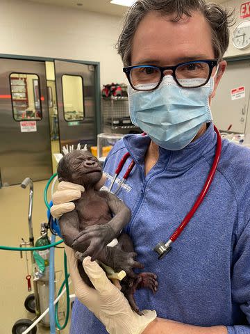 <p>TMX/fort Worth Zoo</p> Jameela, the premature gorilla born at the Fort Worth Zoo in January, is held by Dr. Robert Ursprung