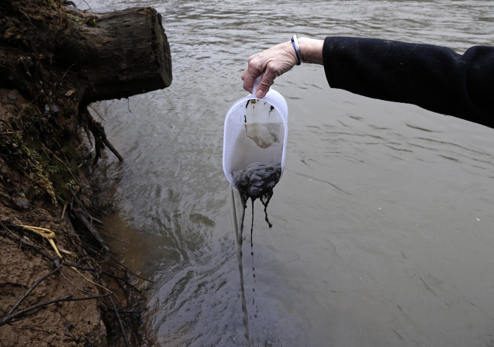 In this Wednesday, Feb. 5, 2014 photo, Jenny Edwards, program manager for Rockingham County with the Dan River Basin Association, scoops coal ash from the banks of the river as state and federal environmental officials continued their investigations of a spill in Eden, N.C. Duke Energy estimates that up to 82,000 tons of ash has been released from a break in a 48-inch storm water pipe at the Dan River Power Plant. (AP Photo/Gerry Broome)