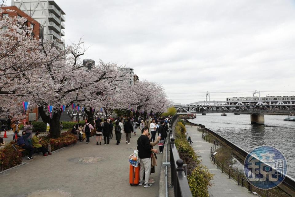 靠近「東武伊勢崎線」的鐵橋，能同時拍下列車與櫻花的景象。