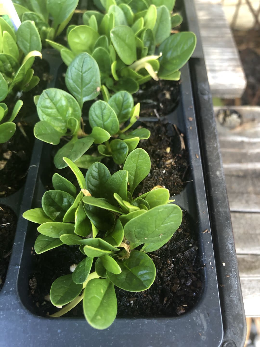 container gardening vegetables spinach