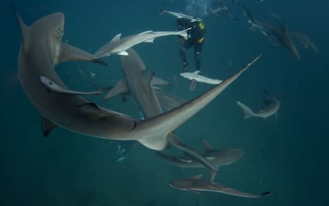 Tiger sharks shown here off the coast of Port Elizabeth, South Africa - Credit: Rainer Schimpf / Barcroft Media