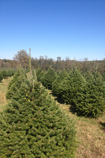 Middleburg Christmas Tree Farm: Round Hill, VA