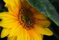 <p>Larissa Schlarb captures a bee on a sunflower in Germany.</p>