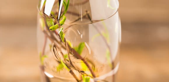 Transparent Coca-Cola "PlantBottle" filled with plant stems.