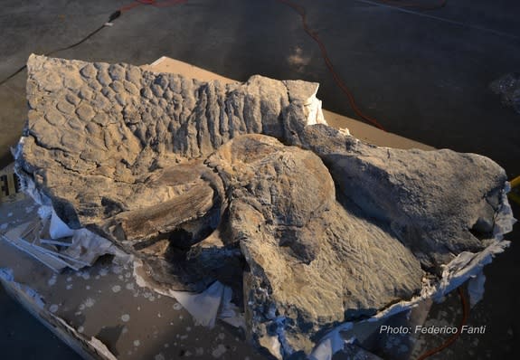 <i>Edmontosaurus regalis</i>, found fossilized in Alberta, Canada.