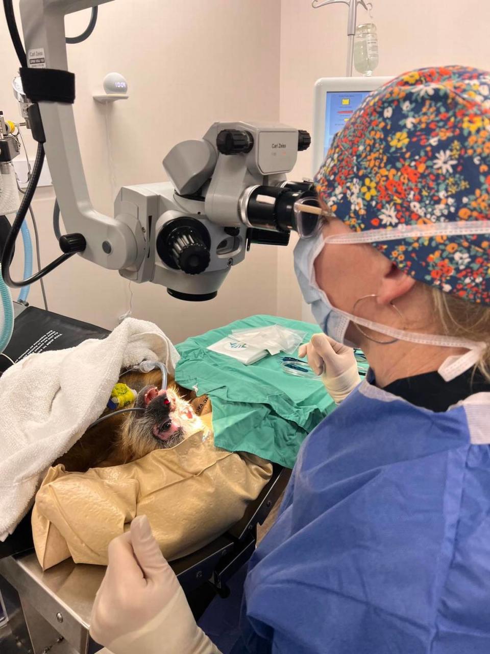 Dr. Jana Korsch-Dismukes and staff at the Veterinary Orthopedic and Vision Center in Hoover, Alabama, perform corrective vision surgery on Kiki.