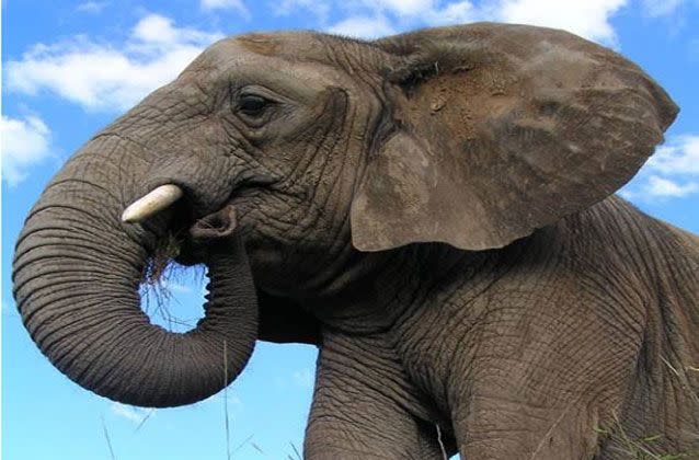 The elderly elephant arrived from the United Kingdom for the opening of the zoo in December 1977. Picture: Roger Brogan