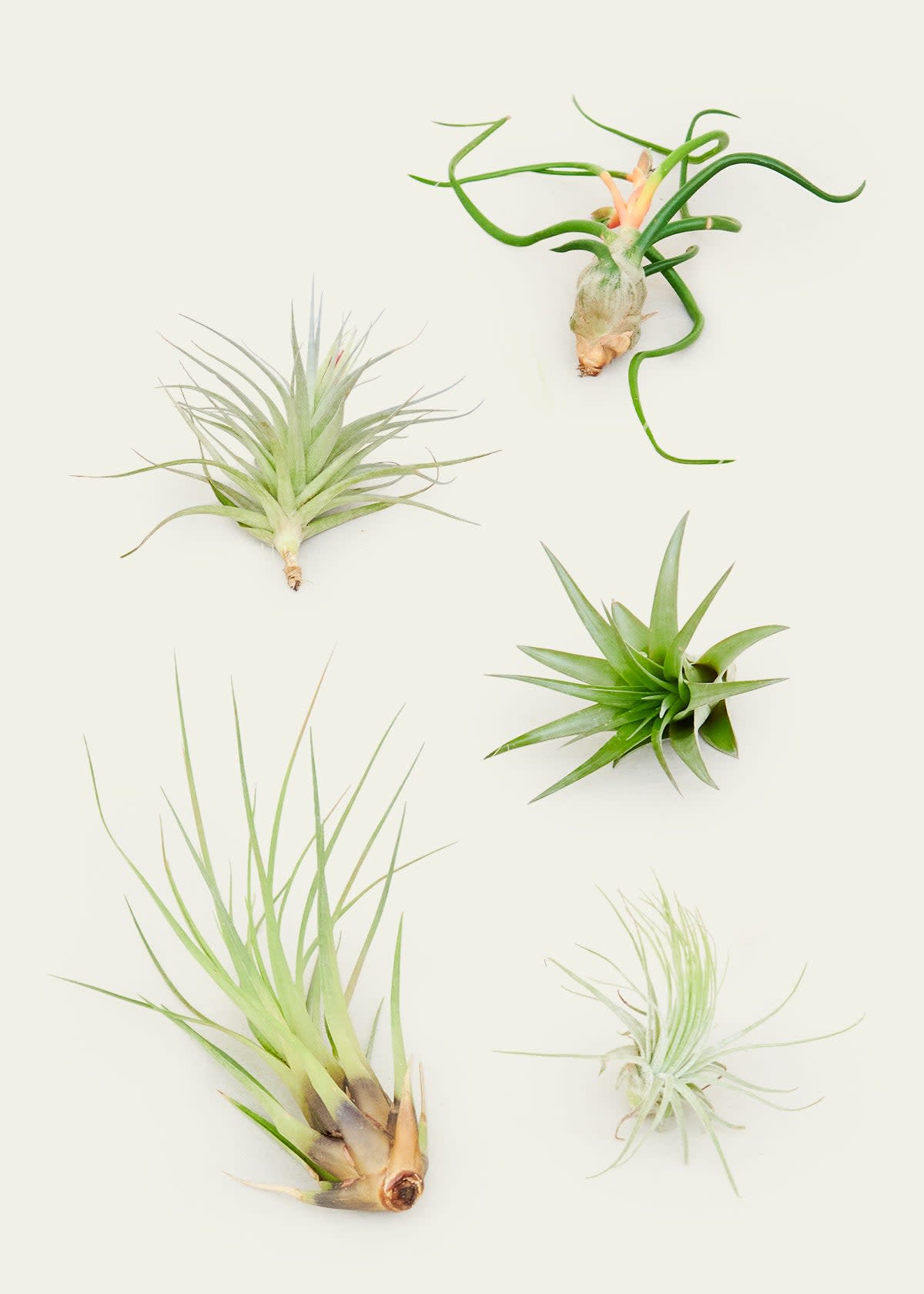 <p><a href="https://heyrooted.com/products/air-plants-assorted-tillandsia-5pack" rel="nofollow noopener" target="_blank" data-ylk="slk:Shop Now;elm:context_link;itc:0;sec:content-canvas" class="link rapid-noclick-resp">Shop Now</a></p><p>Mystery Air Plant Box</p><p>Rooted</p><p>$20.00</p>