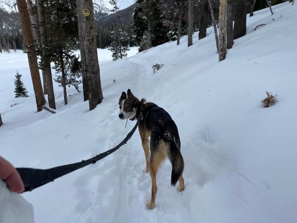 Galena Lodge “loaner dog” Rio checks in with outdoors reporter Nicole Blanchard during a snowshoe outing on Galena View trail Friday, Jan. 26, 2024. Lodge visitors can bring Rio along on snowshoe or Nordic ski adventures. Nicole Blanchard/nblanchard@idahostatesman.com