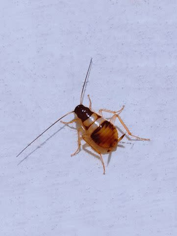 <p>G A Chandio / Getty Images</p> A brown-banded cockroach nymph.