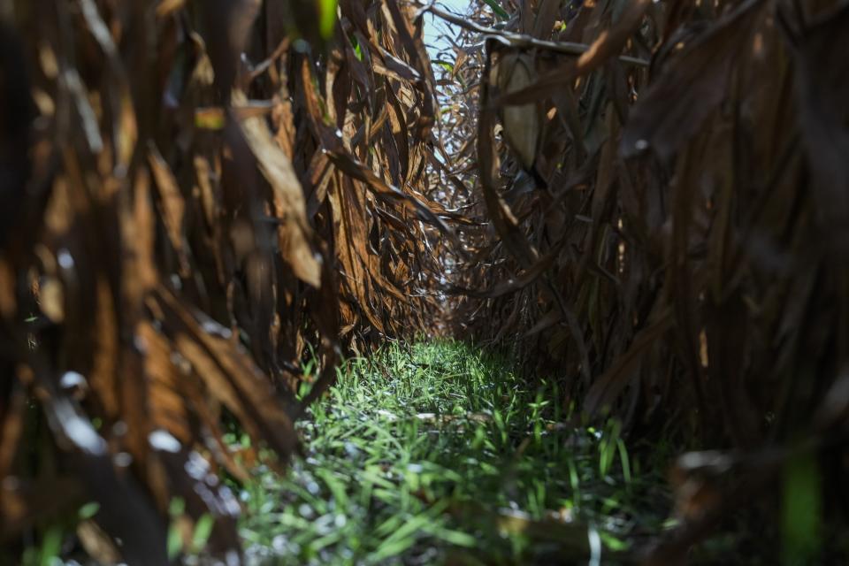 Cereal rye, planted as a cover crop grows under a corn crop, Tuesday, Oct. 10, 2023, at a farm near Allerton, Ill. The corn will be harvested and the rye will continue to grow through the winter. Cover crops help keep nutrients and carbon in the soil until they are removed before the next planting season. (AP Photo/Joshua A. Bickel)