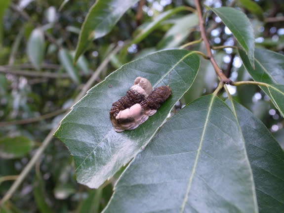 This caterpillar (<i>Macrauzata maxima</i>) is more likely to survive if its body is curled to look like a blob of bird poop.