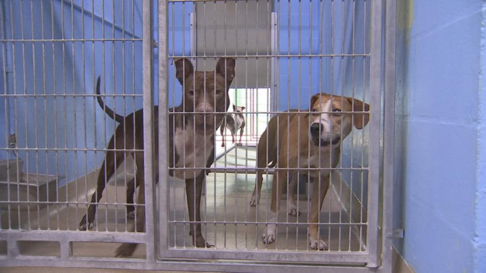 The shelter is currently caring for more than 500 animals.