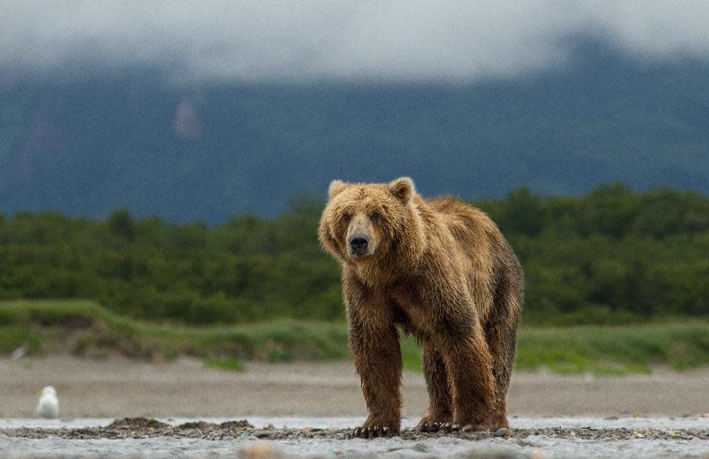 This image released by Disney shows a young adult male bear in Katmai National Park, Alaska, in a scene from "Bears." (AP Photo/Disney, Oliver Scholey)