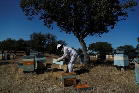 Beekeeper Helder Martins looks at a hive on a farm where his bees pollinate the trees near Pias, Portugal, August 10, 2018. REUTERS/Rafael Marchante