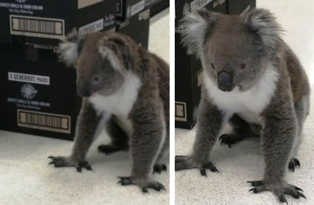 The furry creature was found hanging out in the dairy section. Source: Supplied/Coles