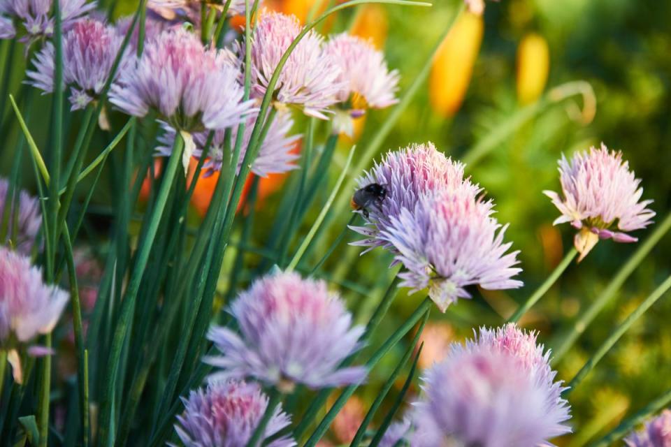 Chives