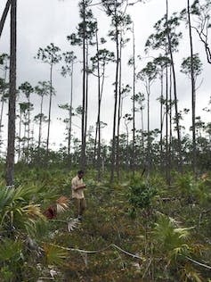 Grand Bahama's pine forests.