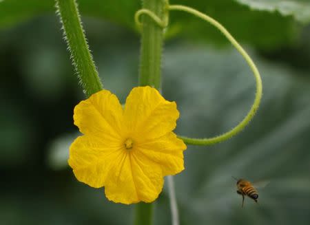 A Japanese cucumber flower grows on the Chino family farm in Rancho Santa Fe, California August 12, 2014. REUTERS/Mike Blake