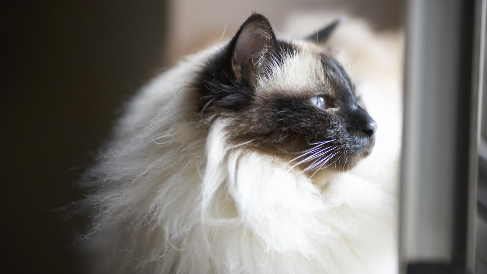 Birman cat in profile showing Roman nose