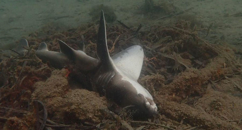 A Port Jackson shark seen on the ocean floor on its back.