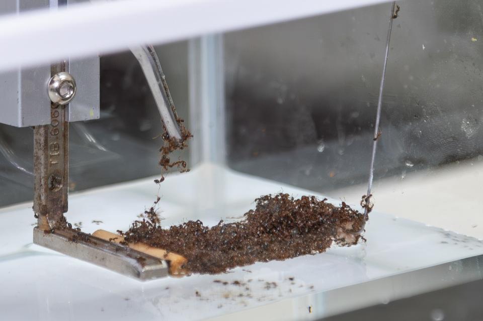 清華研究團隊發現，紅火蟻筏在被 拉長時，也不會變窄、變薄。清大提供