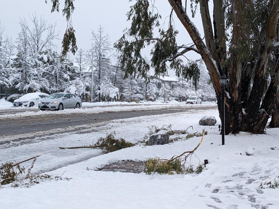 Snow storm in Redding: A tree dropped branches heavy with snow on Hilltop Drive Friday morning, Feb. 24, 2023.