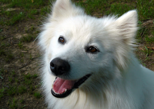 American Eskimo Dog