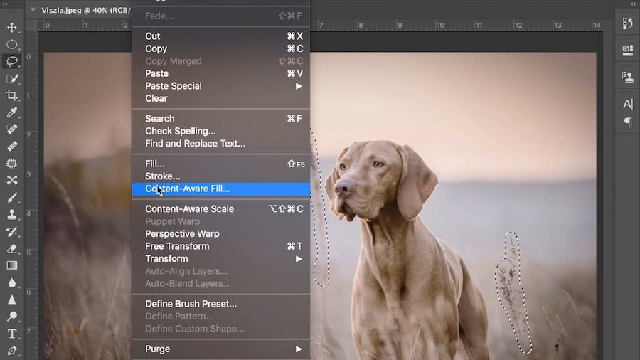 Photo of dog being edited in Photoshop interface
