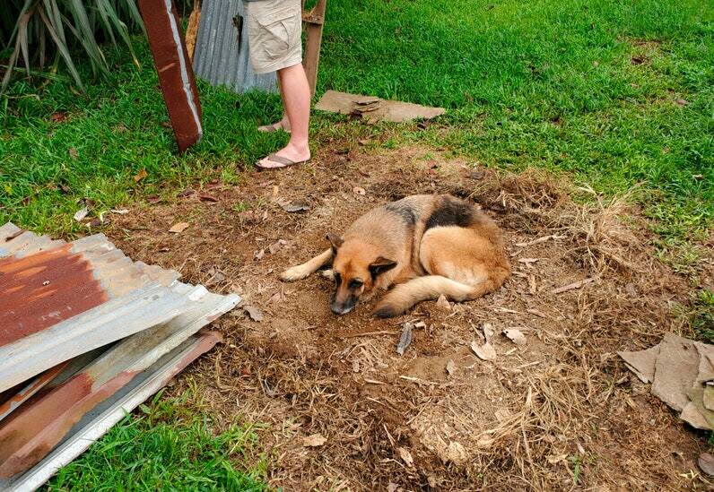 Dog surviving meteorite crash